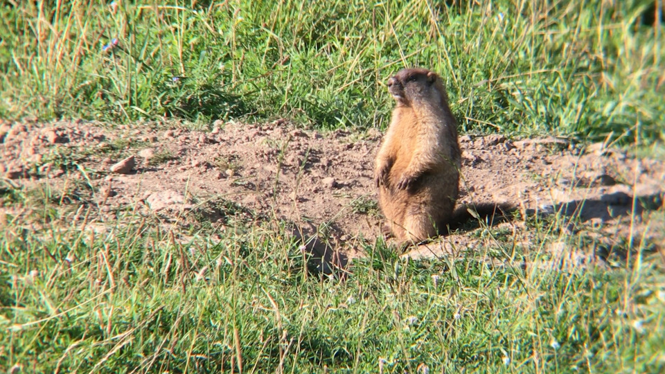какая дробь на сурка. Смотреть фото какая дробь на сурка. Смотреть картинку какая дробь на сурка. Картинка про какая дробь на сурка. Фото какая дробь на сурка какая дробь на сурка. Смотреть фото какая дробь на сурка. Смотреть картинку какая дробь на сурка. Картинка про какая дробь на сурка. Фото какая дробь на сурка
