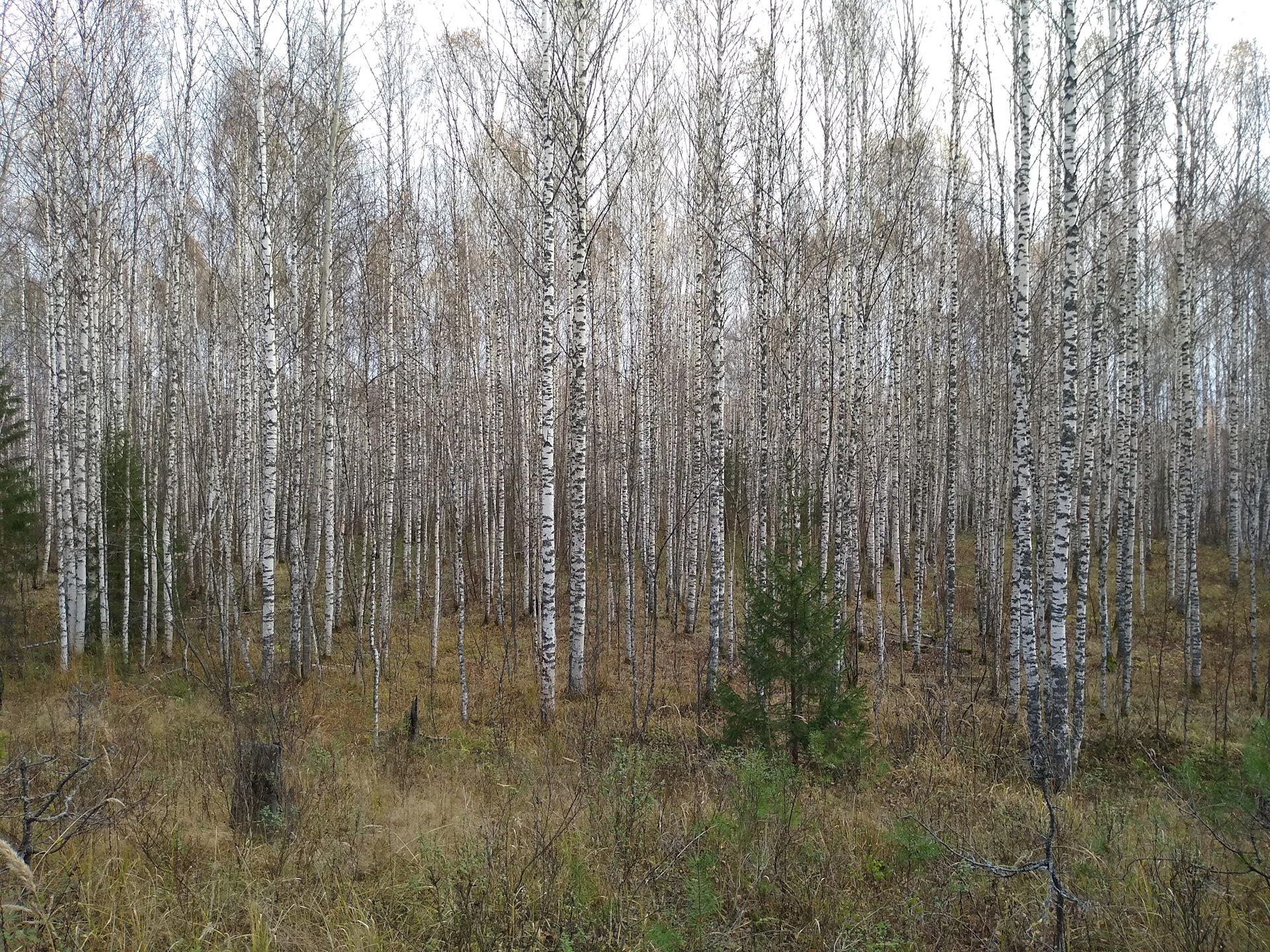 Березовые леса в Удмуртии