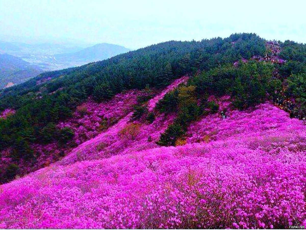 Картинки багульник в забайкалье