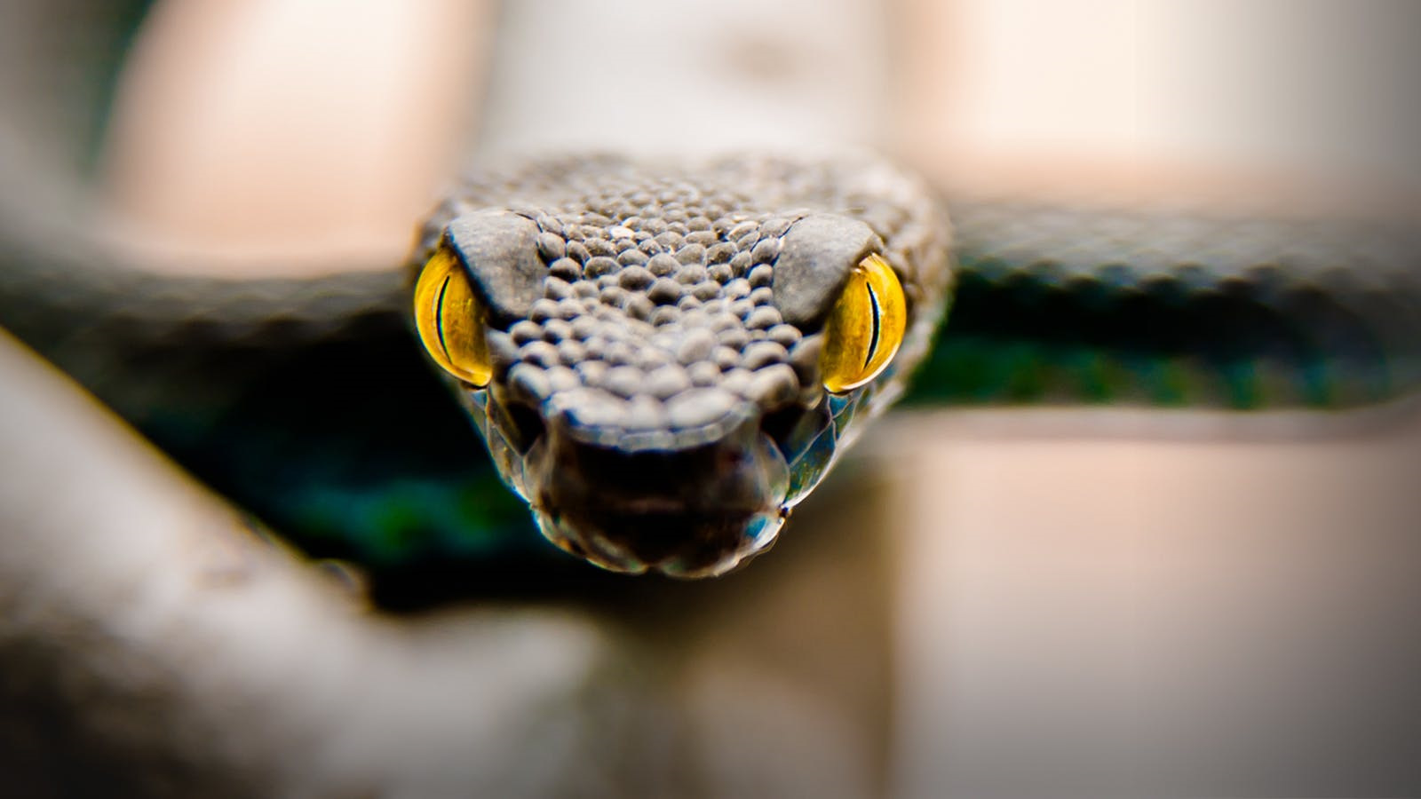 Змея с желтыми глазами