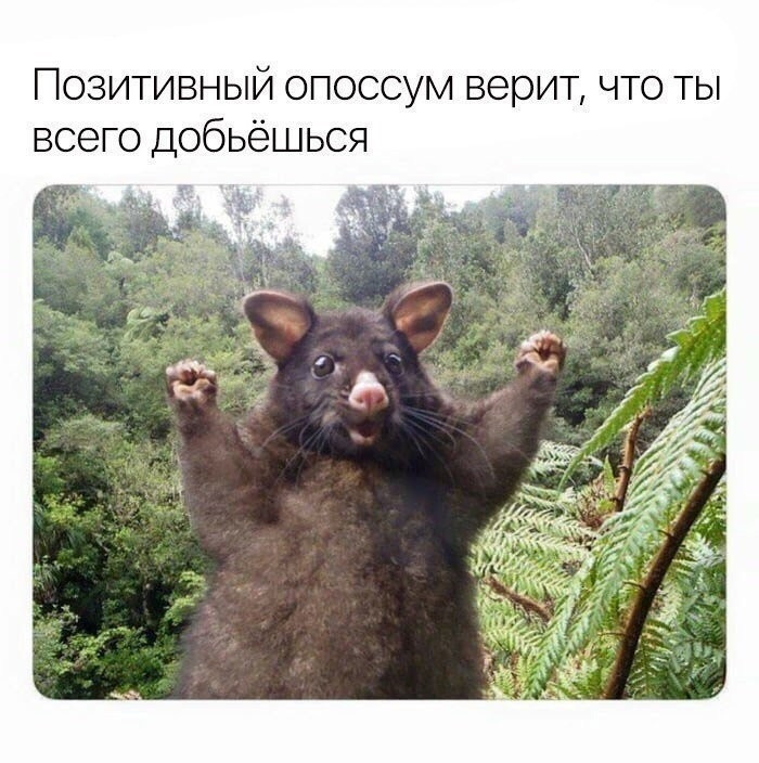 Девушка держит опоссума мем Нужен совет по самостоятельной замене антифриза - Toyota Verso, 1,8 л, 2010 года