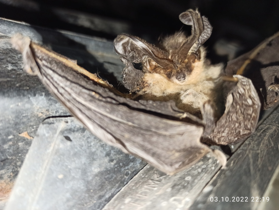 Фото в бортжурнале KIA Sportage (2G)