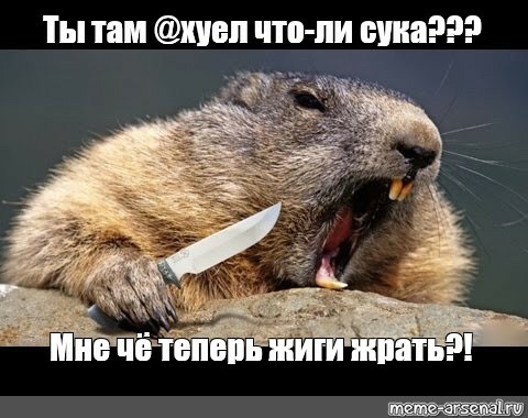 Фото бобра с сыром Снова в бой !