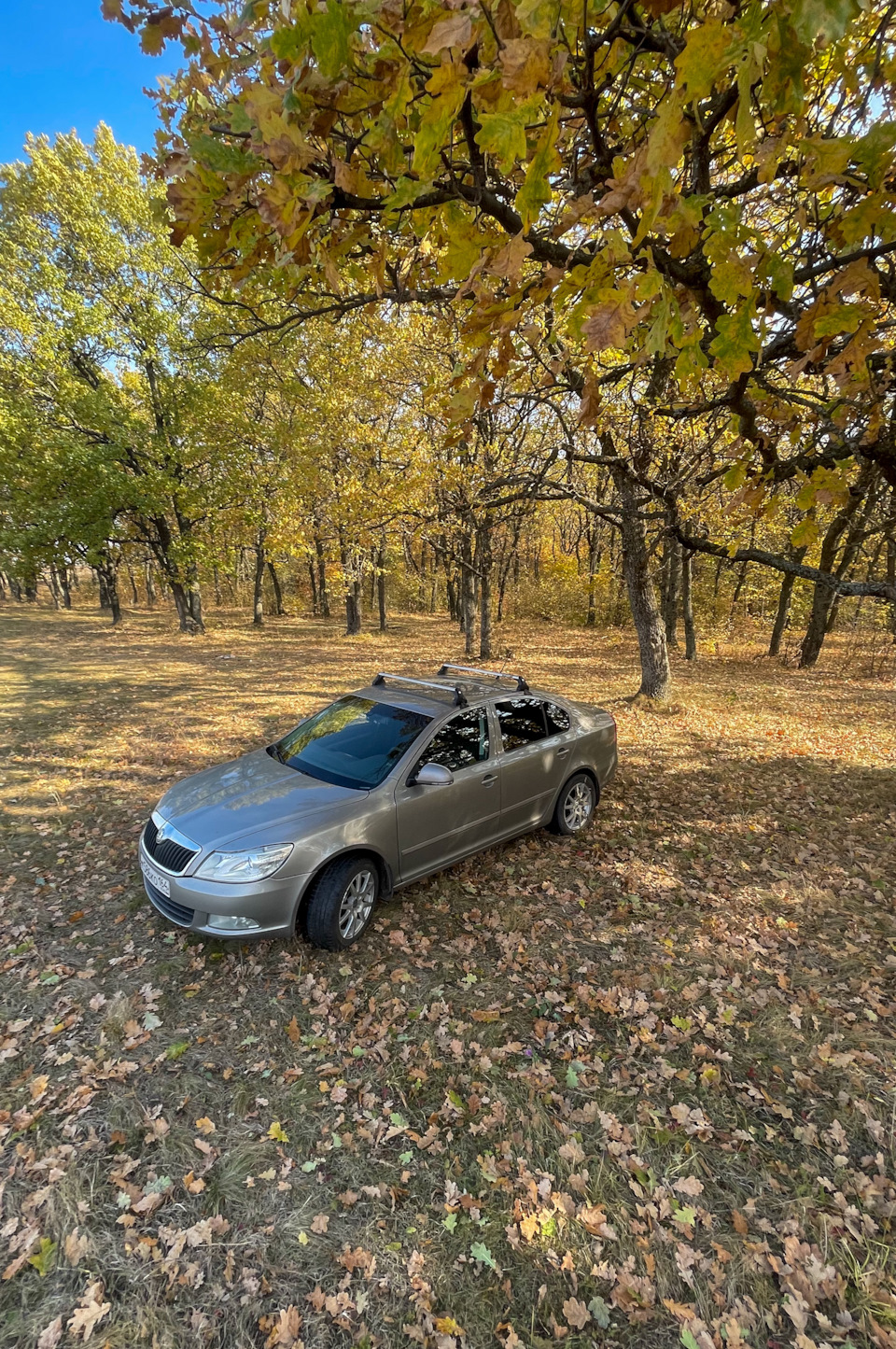 Осенние позы ;) — Skoda Octavia A5 Mk2, 1,6 л, 2013 года | фотография |  DRIVE2