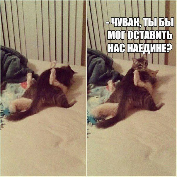 Мем с котом ебать