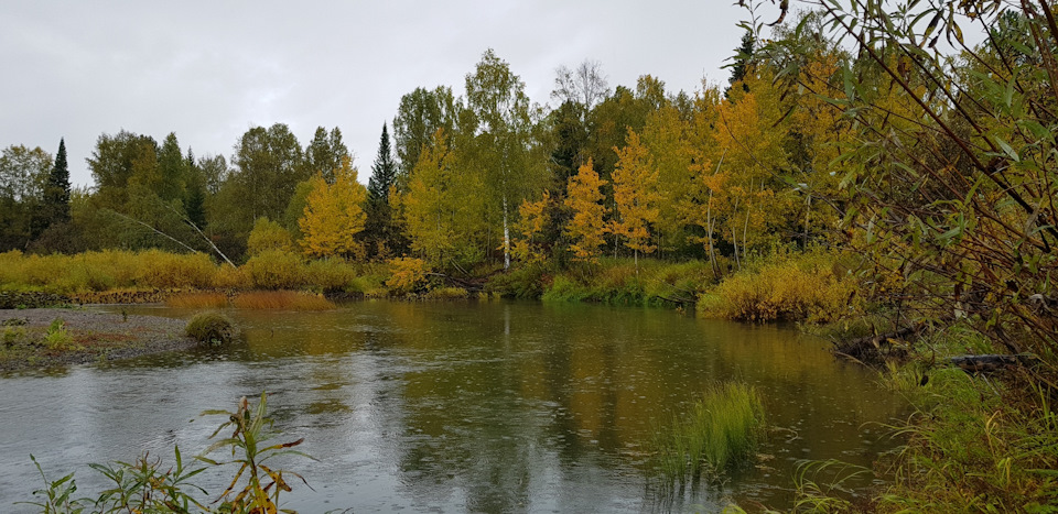 какая рыба водится в реке золотой китат. Смотреть фото какая рыба водится в реке золотой китат. Смотреть картинку какая рыба водится в реке золотой китат. Картинка про какая рыба водится в реке золотой китат. Фото какая рыба водится в реке золотой китат