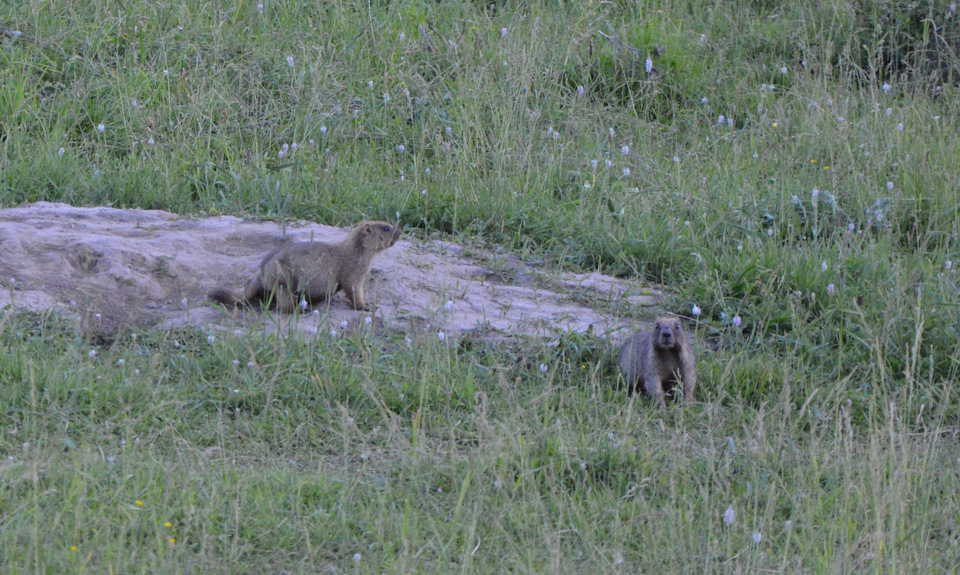 какая дробь на сурка. Смотреть фото какая дробь на сурка. Смотреть картинку какая дробь на сурка. Картинка про какая дробь на сурка. Фото какая дробь на сурка какая дробь на сурка. Смотреть фото какая дробь на сурка. Смотреть картинку какая дробь на сурка. Картинка про какая дробь на сурка. Фото какая дробь на сурка