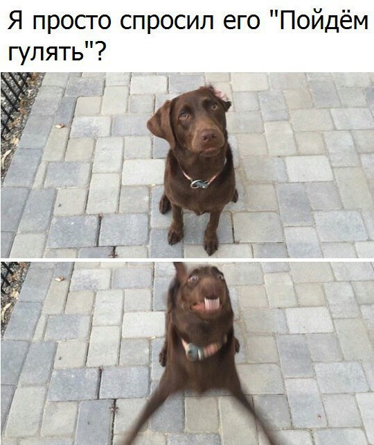 Мемы про прогулку с собакой