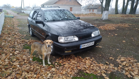 Escort reviews dog pics 32