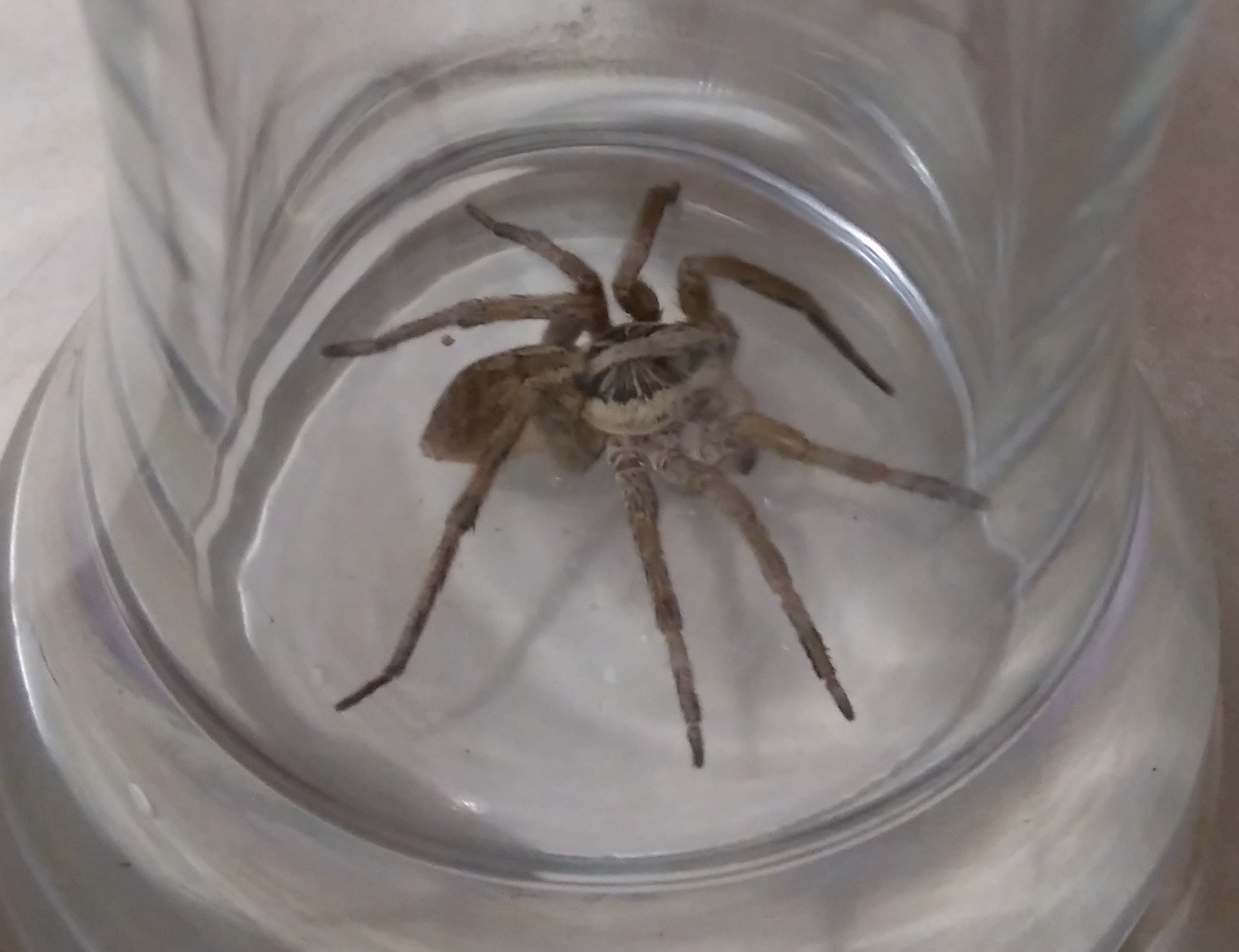 Каркам r2 видеорегистратор зависает - 96 фото