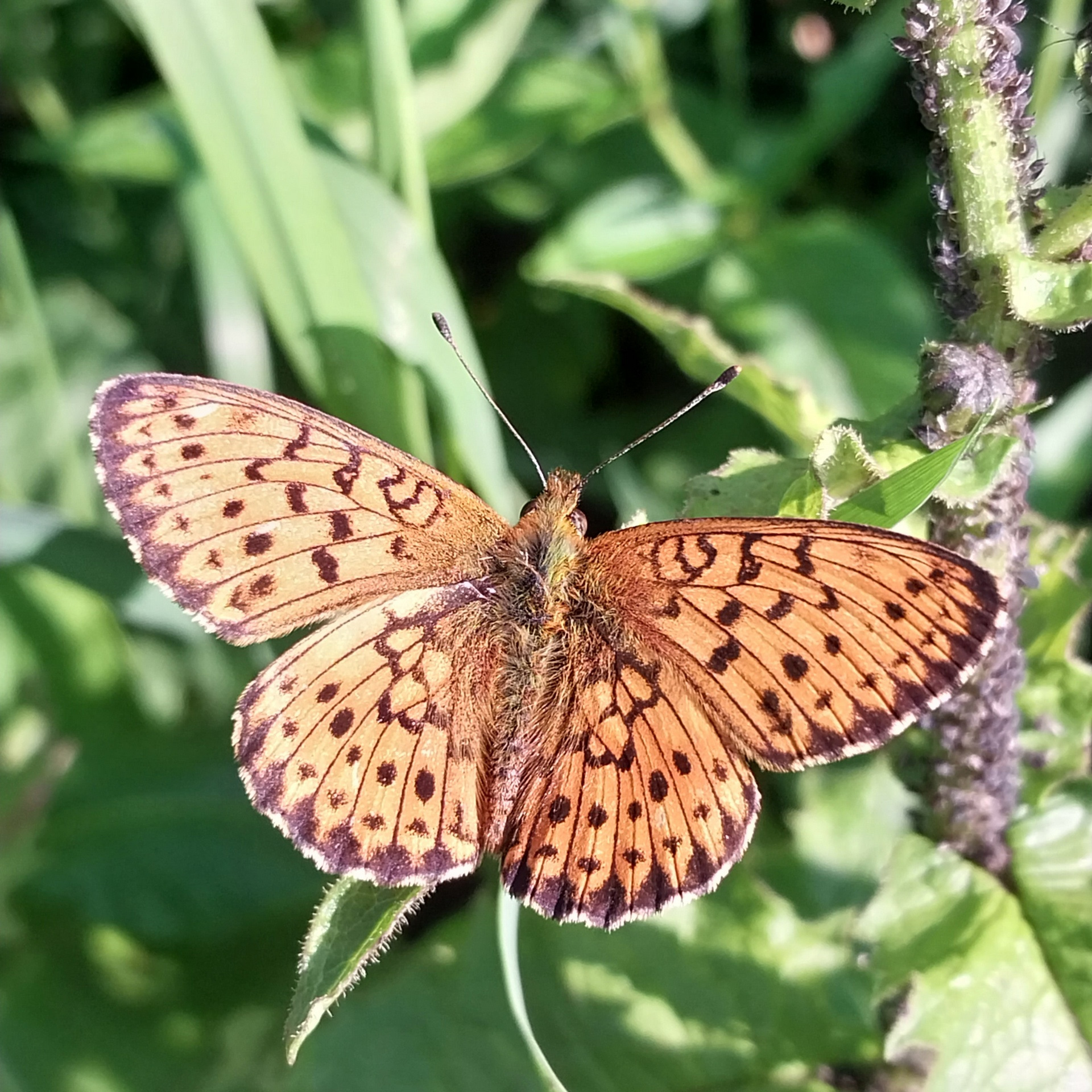 Часть 9. Курган — Зюраткуль — Тольятти — Lada Ларгус, 1,6 л, 2013 года ...