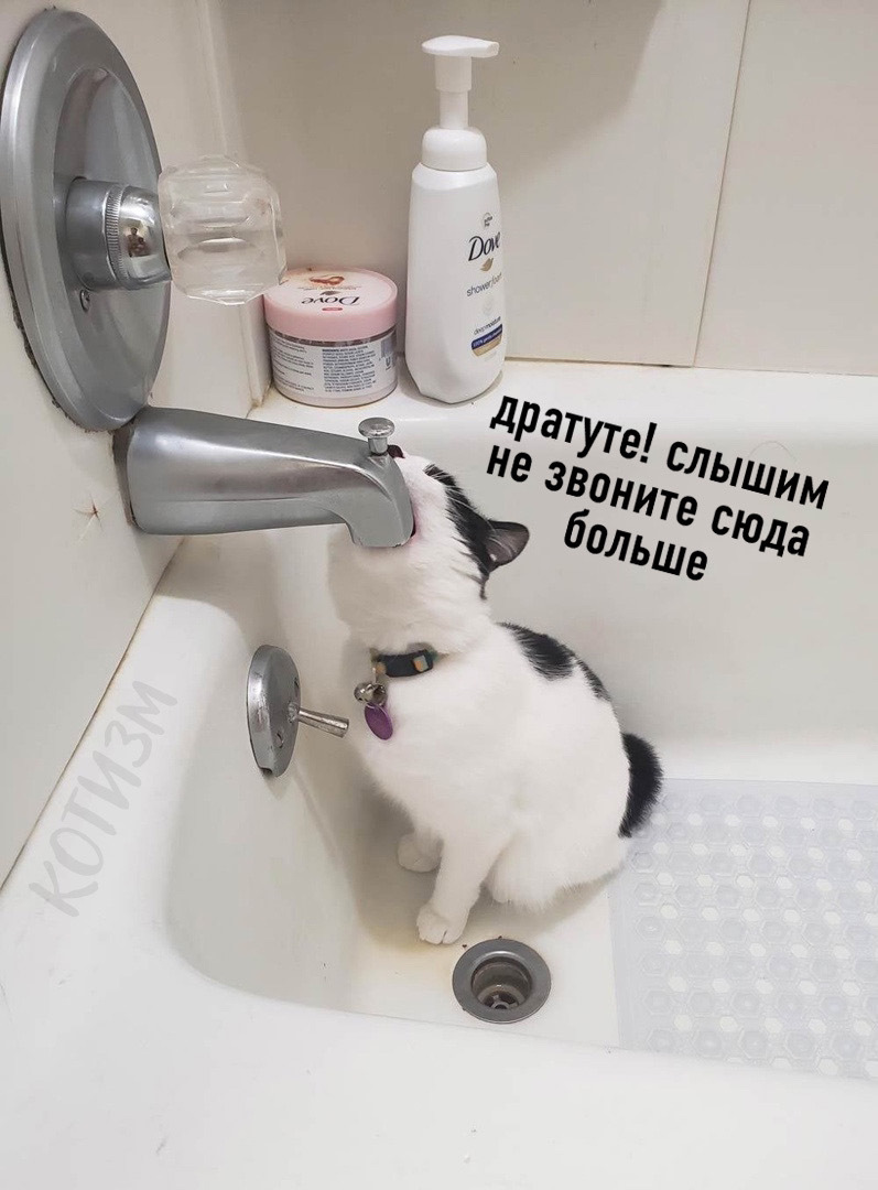 Не звоните сюда больше Мем. Алло Гусь
