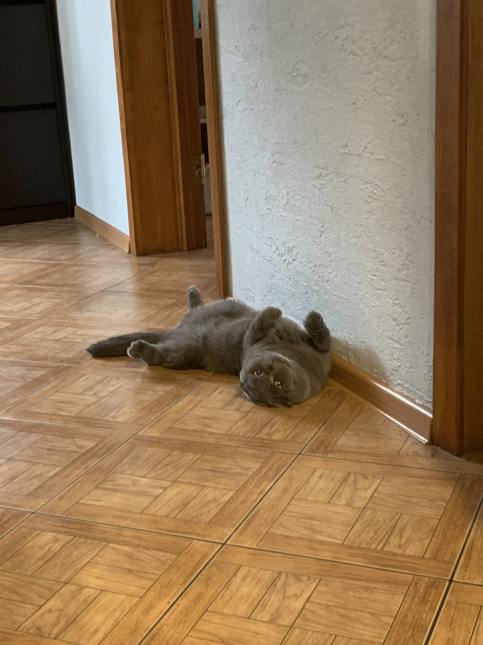 Фото в бортжурнале Audi A5 (1G)