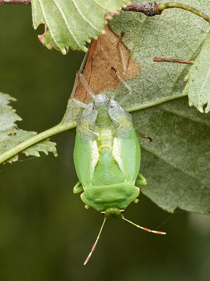 Раздвоение личности. — Сообщество «Фотография» на DRIVE2