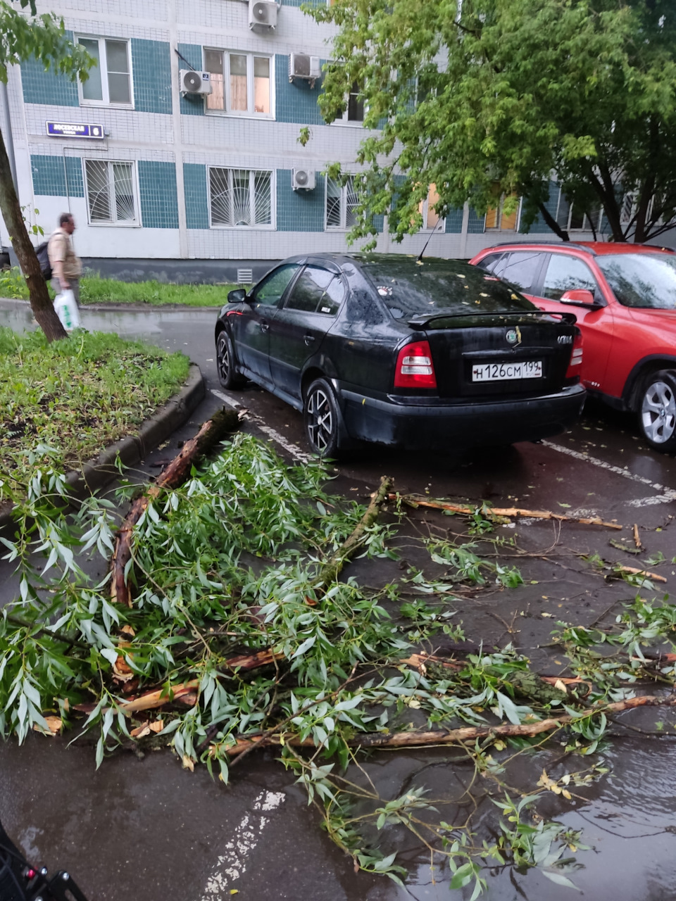 Неприятность. Падение ветки на машину — Skoda Octavia A4 Mk1, 1,6 л, 2008  года | ДТП | DRIVE2