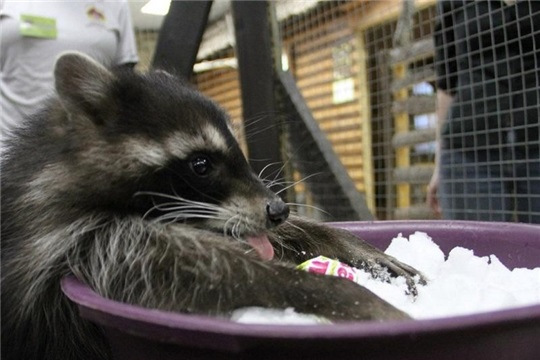 Фото в бортжурнале Lada Гранта Лифтбек (2G)