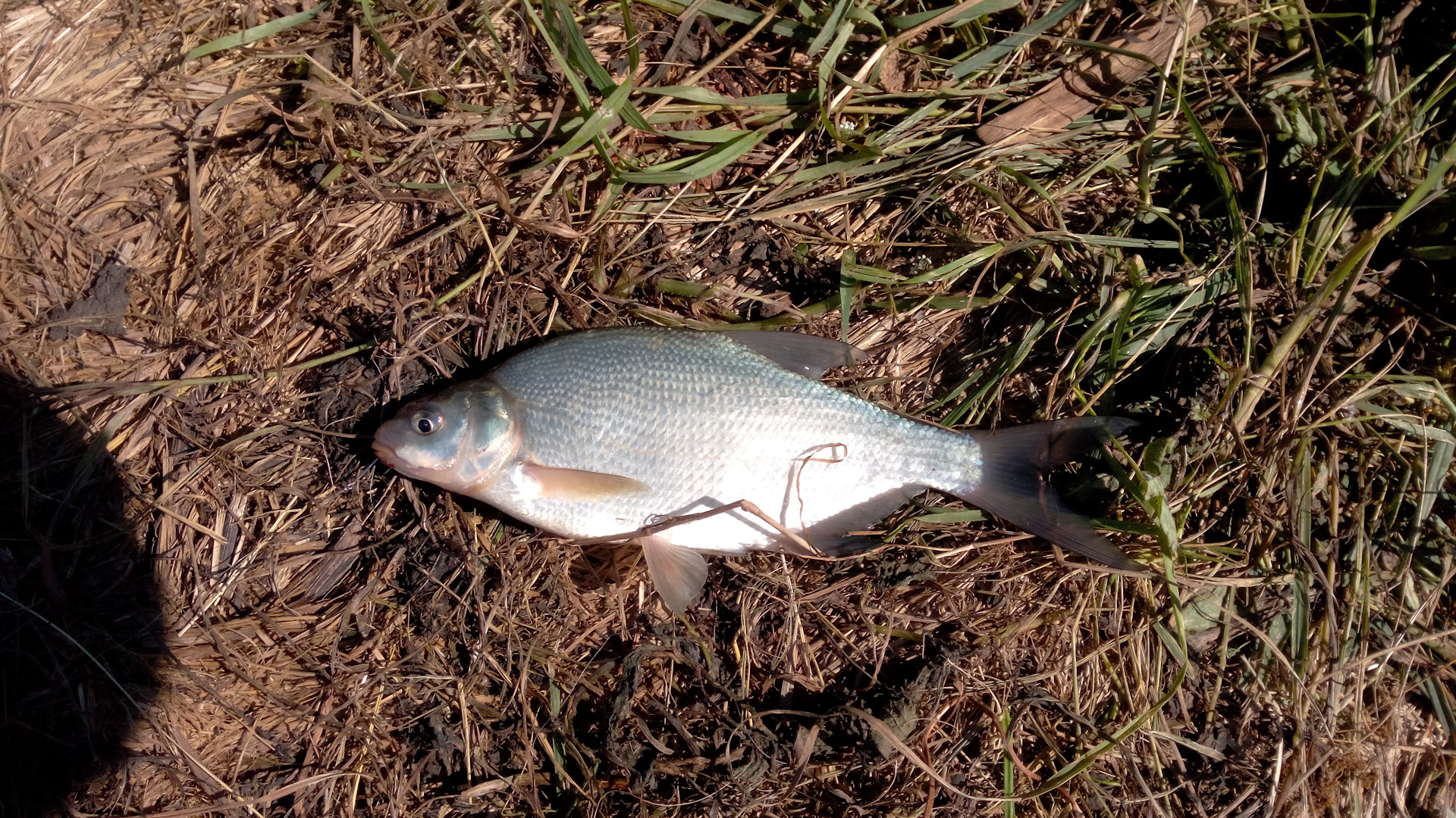 Прогноз клева яузское водохранилище. Яузское водохранилище рыбалка. Прогноз клева яузское водохранилище. Яуза пудыши. База яуза на яузском водохранилище.