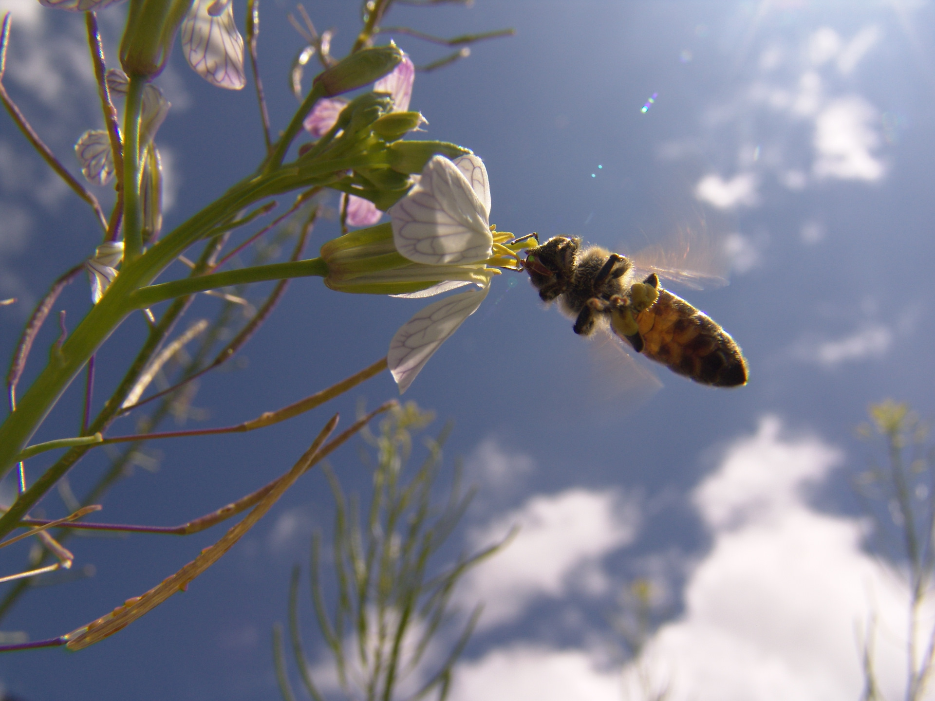 Пчелы пьют весенний. Пчела. Пчелки на цветах. Пчелки весной.