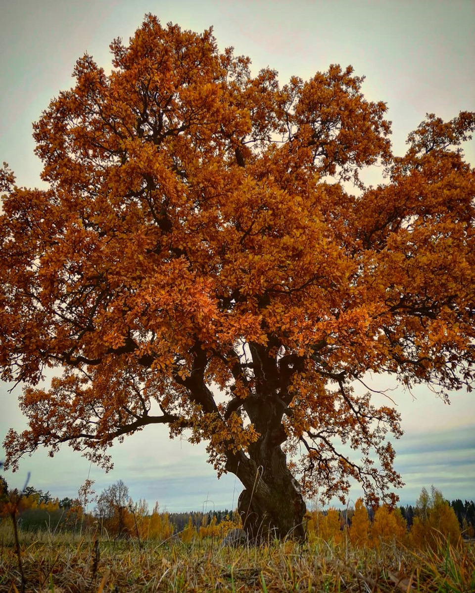 Фото Осенней Природы В Деревне