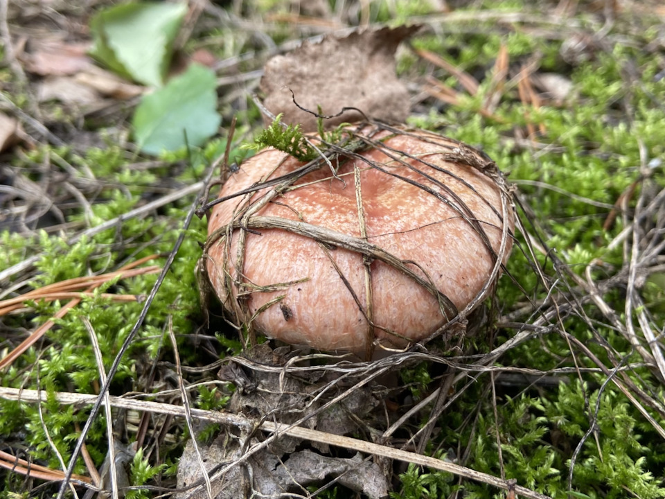 Какие грибы растут на мху