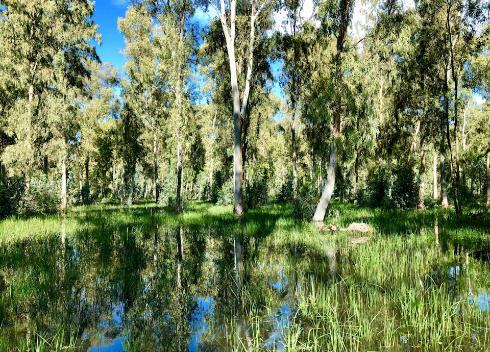 В начале прошлого века в Израиле на воле водились крокодилы. Т.е можно сделать вывод, что было много рек и болот. И это подтверждается большим количеством эвкалиптовых лесов и рощ на территории страны. Эту рощу, в окрестностях города Хадера зимой, в сезон дождей затапливает водой. Вода стоит потом очень долго. К радости любителей помесить грязь на Джипе или квадрике… — Suzuki Jimny (1G)