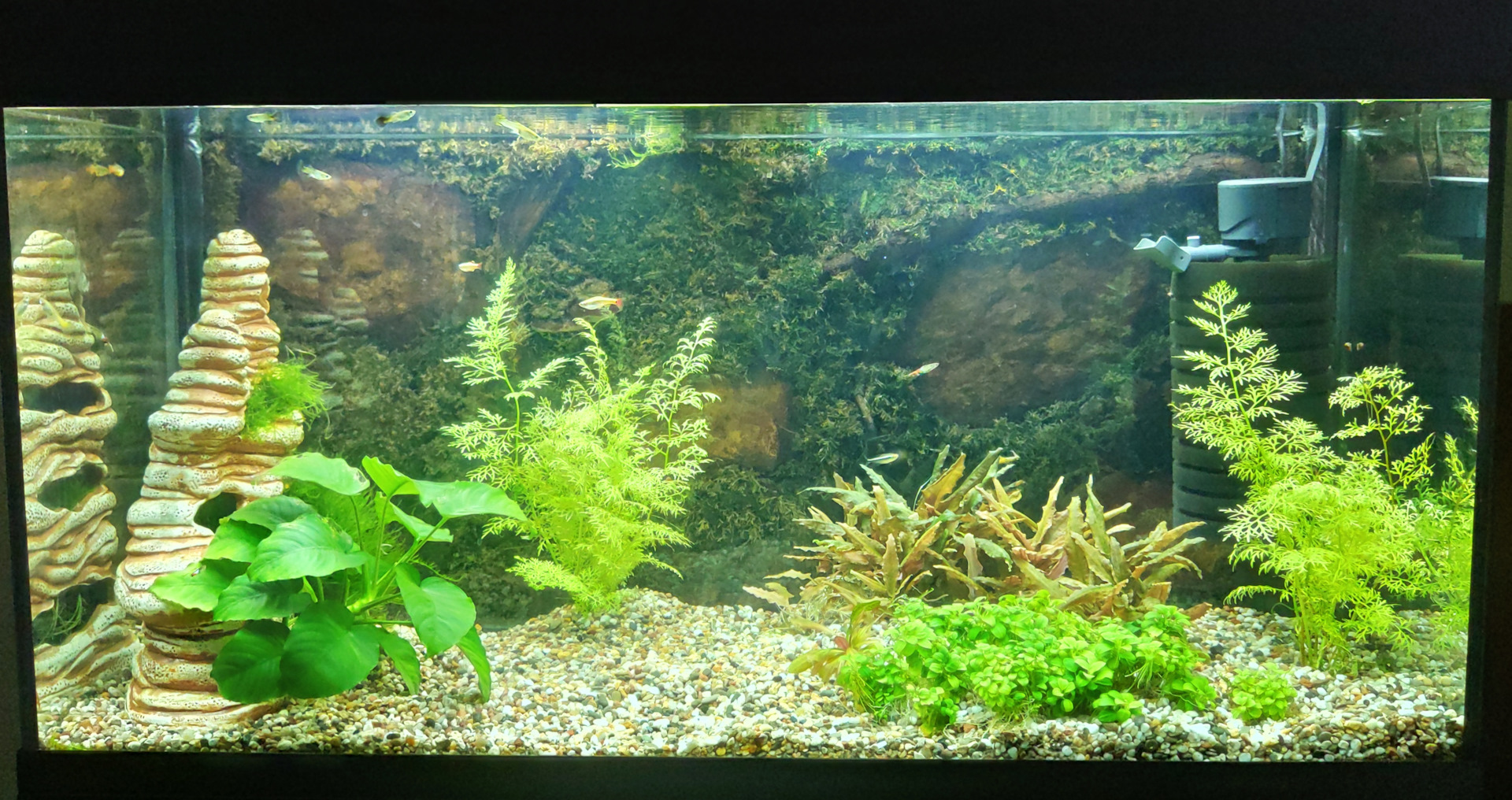 Замена грунта — Сообщество «Аквариум (и его обитатели)» на DRIVE2