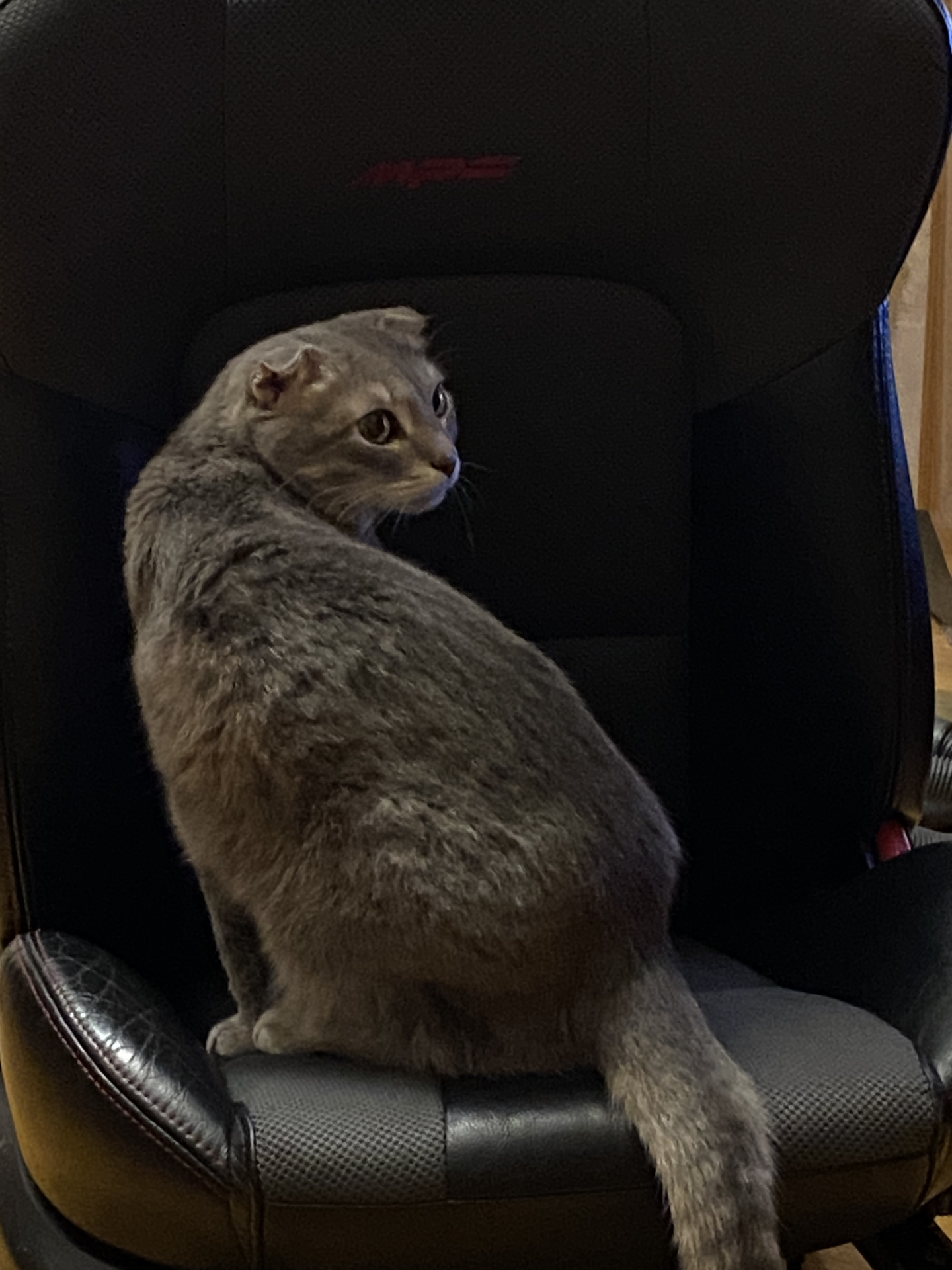 Химчистка дома)))) — Mazda 3 MPS (2G), 2,3 л, 2008 года | своими руками ...