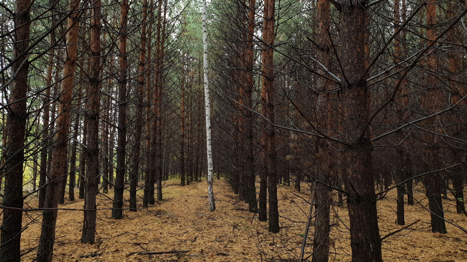 Просто лес таганрог