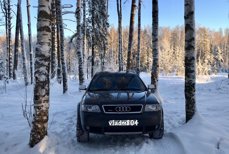 На оленях утром ранним — Audi Allroad (C5)