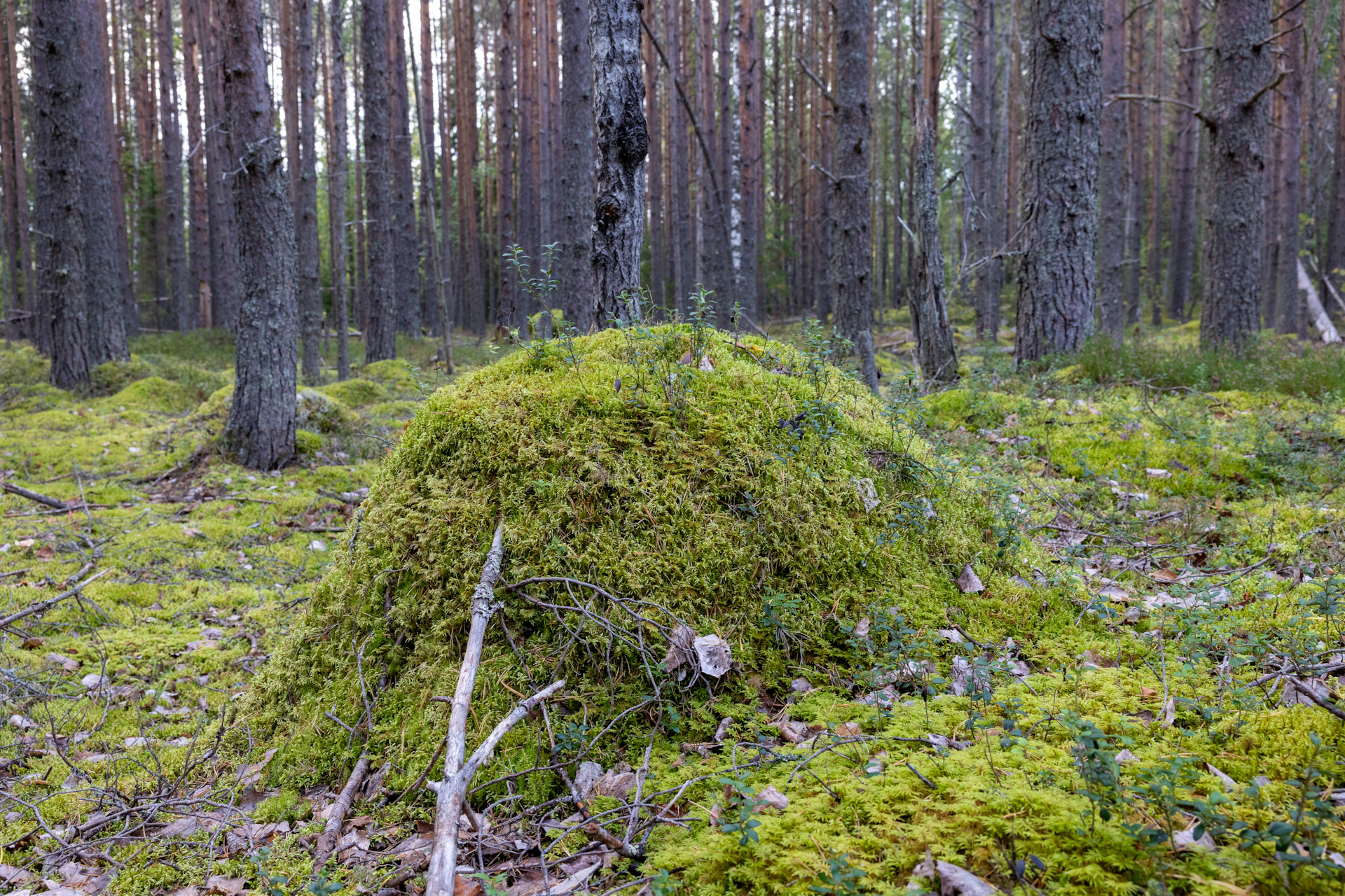 Мягко похлюпывает под ногами сизый карельский мох. Карельский мох. мох в карелии. карелия, мох скалы сосны. карельский мох фото.
