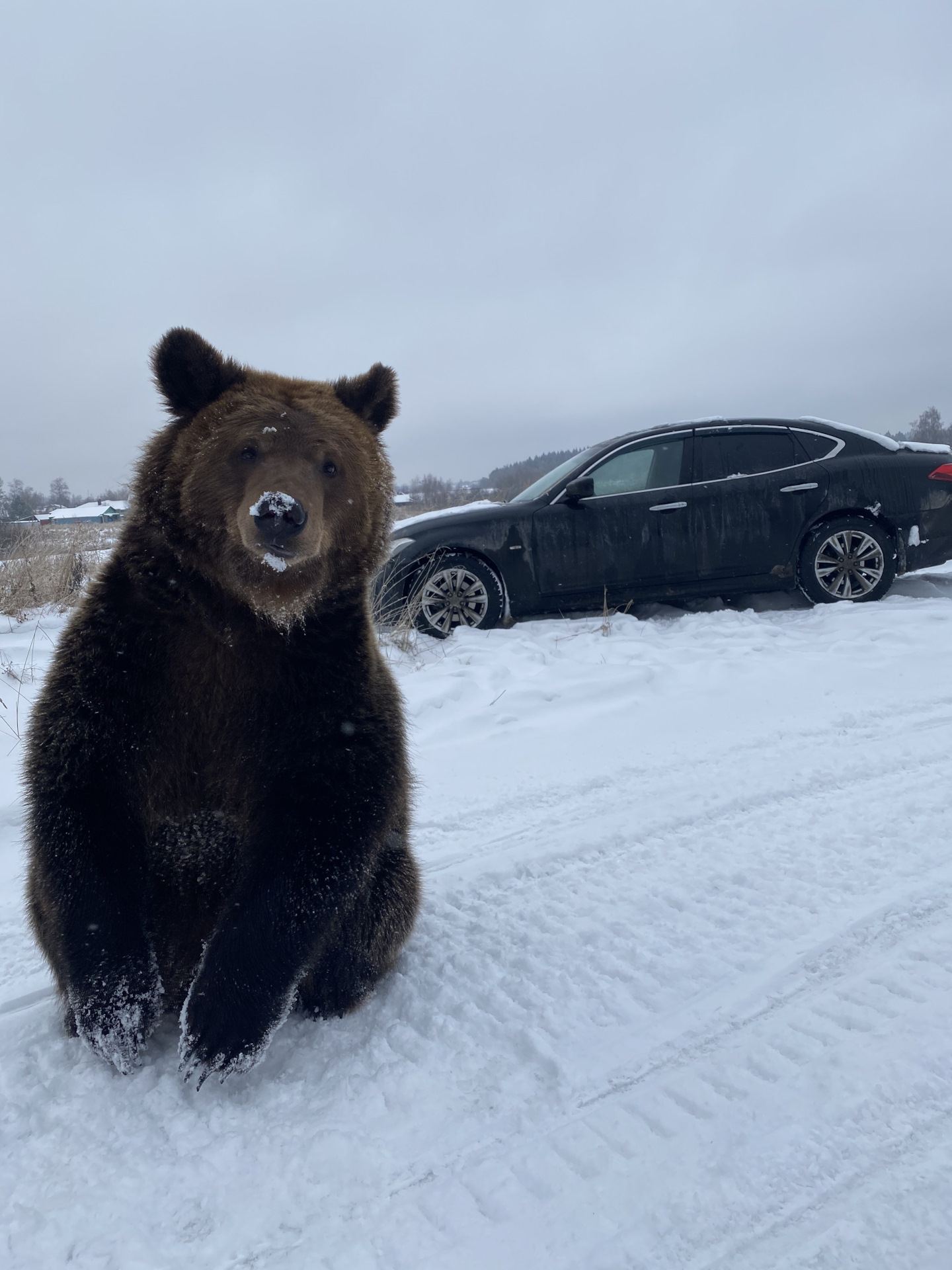 Медведь 2022 год