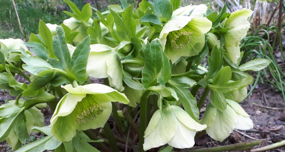 Измерение биения передних тормозных дисков. — ГАЗ Соболь 4х4, 2,3 л ...