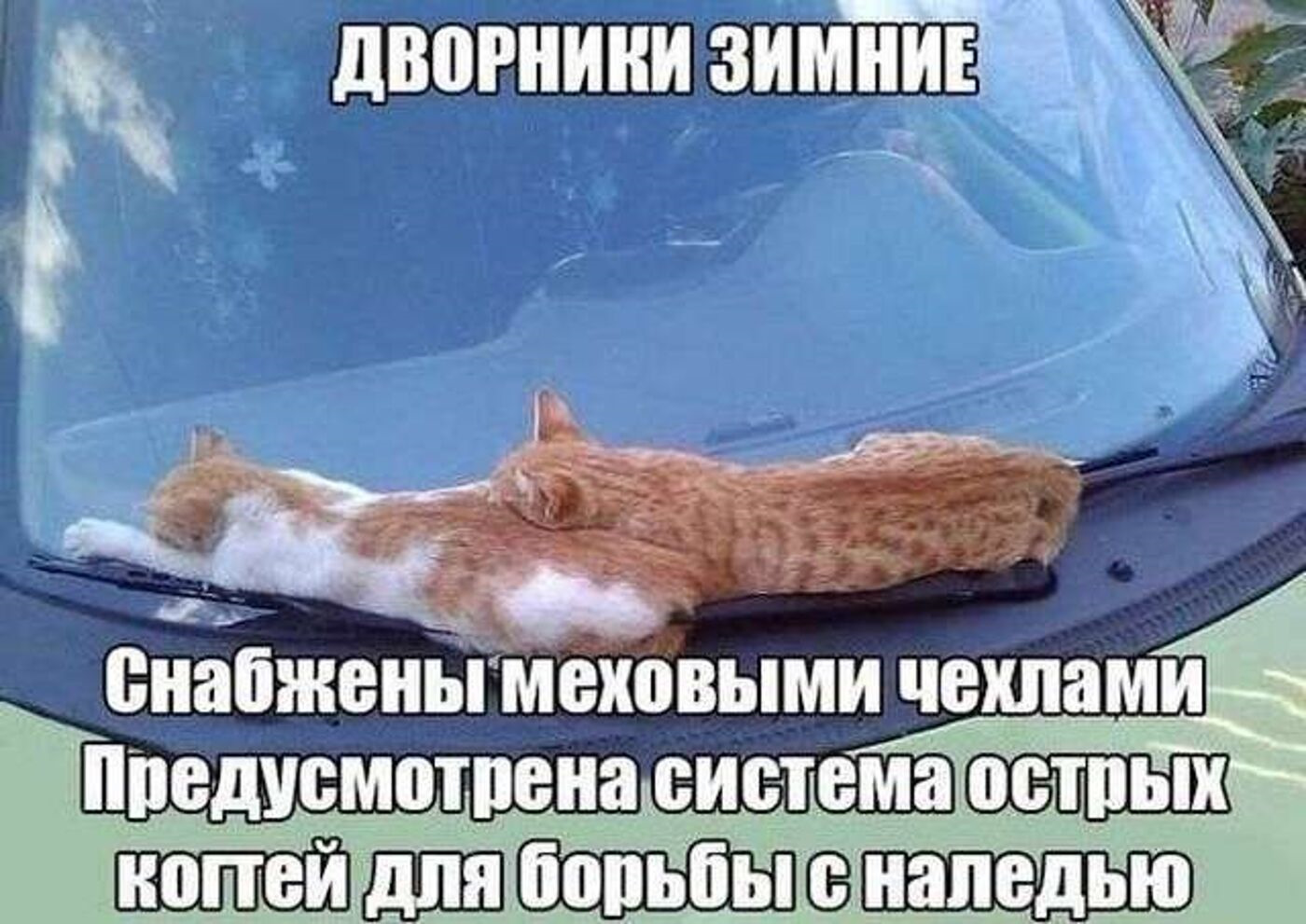 Опять снег картинки прикольные с надписями