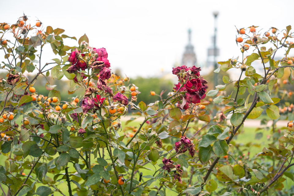 Запись 27 (3) Осень, осень, лес остыл и листья сбросил… — Isuzu D-Max ...