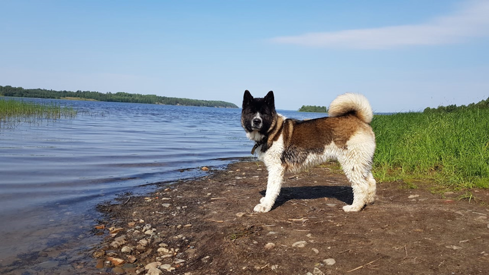 какое масло лить в вариатор рено колеос