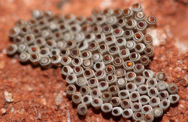 22. Трипофобия и коврики Eva. — Renault Megane III, 1,5 л, 2015 года ...