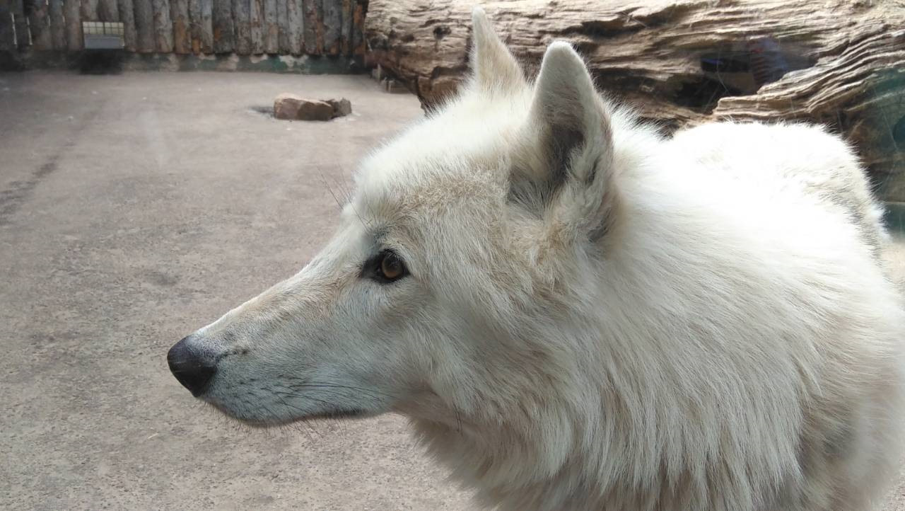 White wolf казань