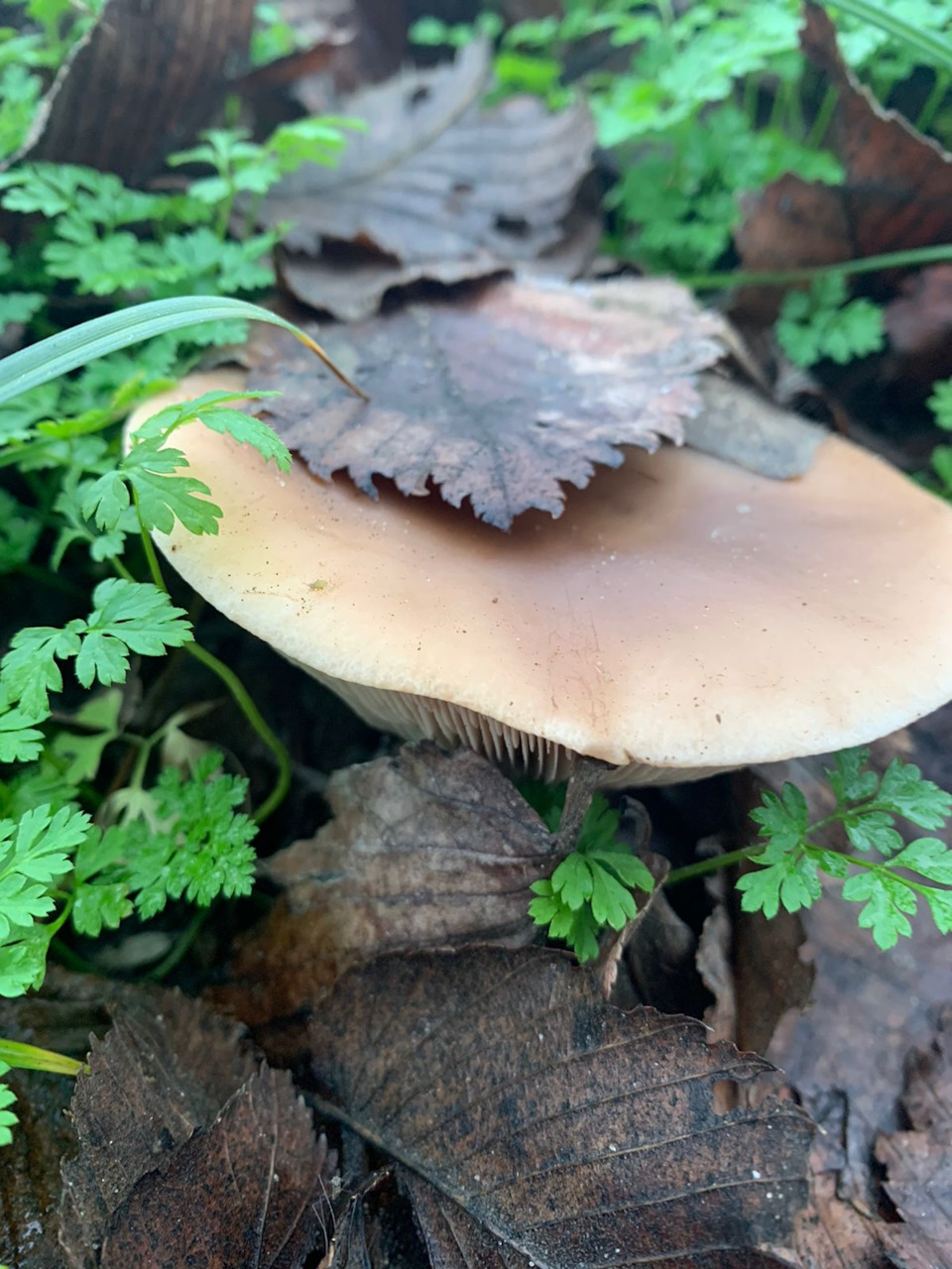 Фото в бортжурнале УАЗ Patriot