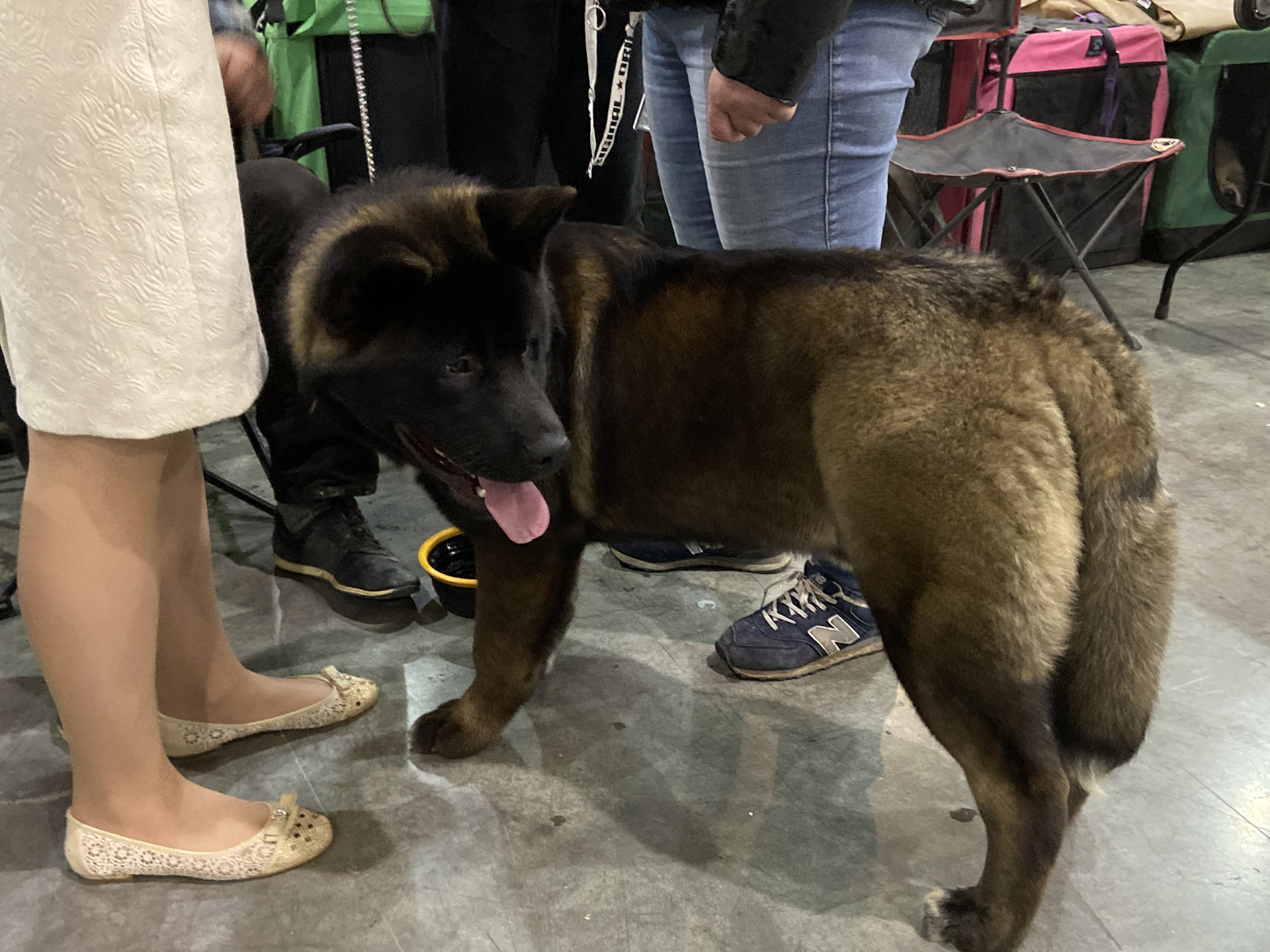 Выставка собак 13 апреля спб. Интернациональная выставка собак САСИБ 2019. На выставке собак. Выставки собак в Европе. Выставочные собаки.