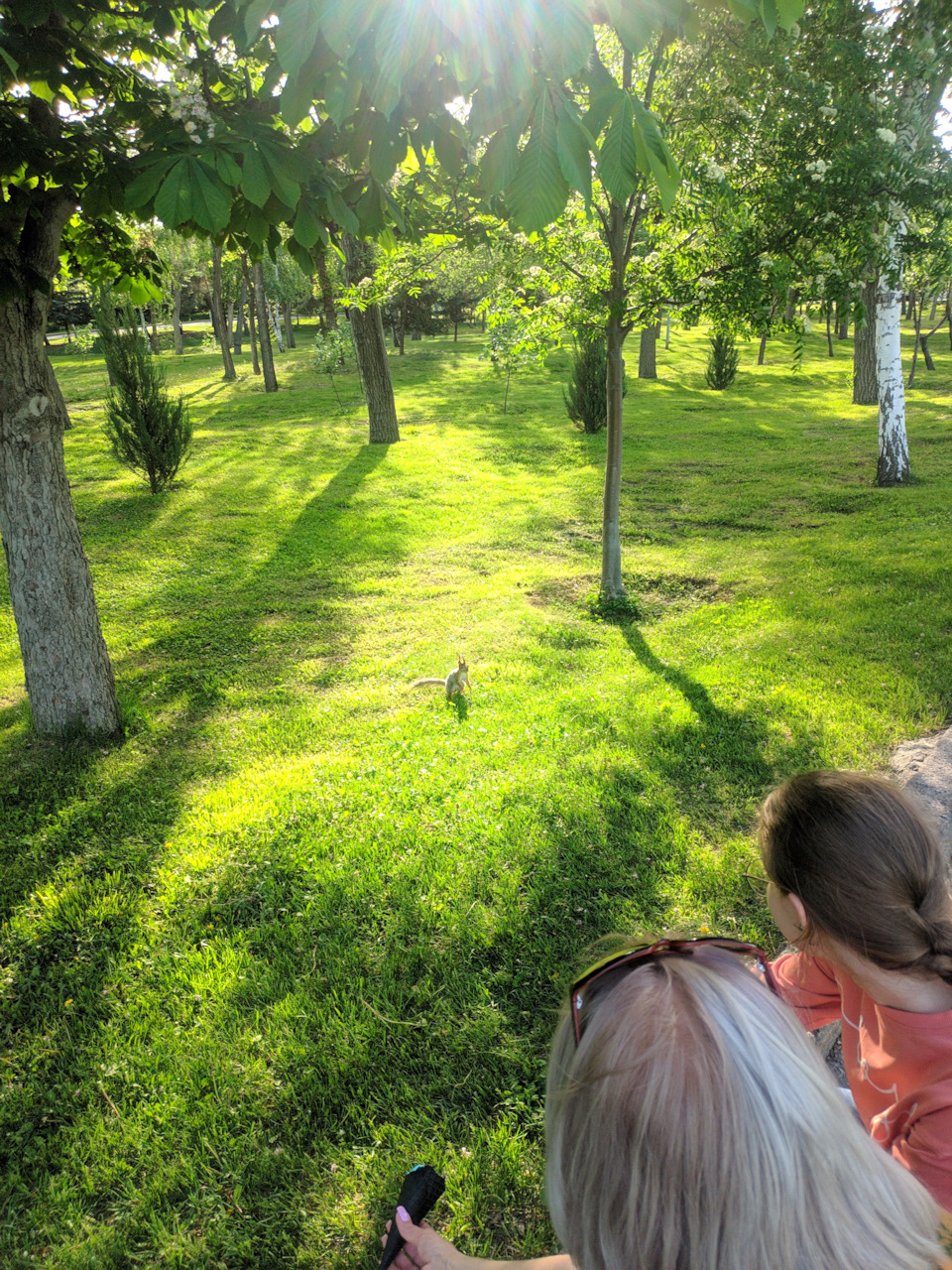 Орешков не было. Предложили мороженку. Белка, подумав, решила, что нет))) — Nissan Qashqai (2G)