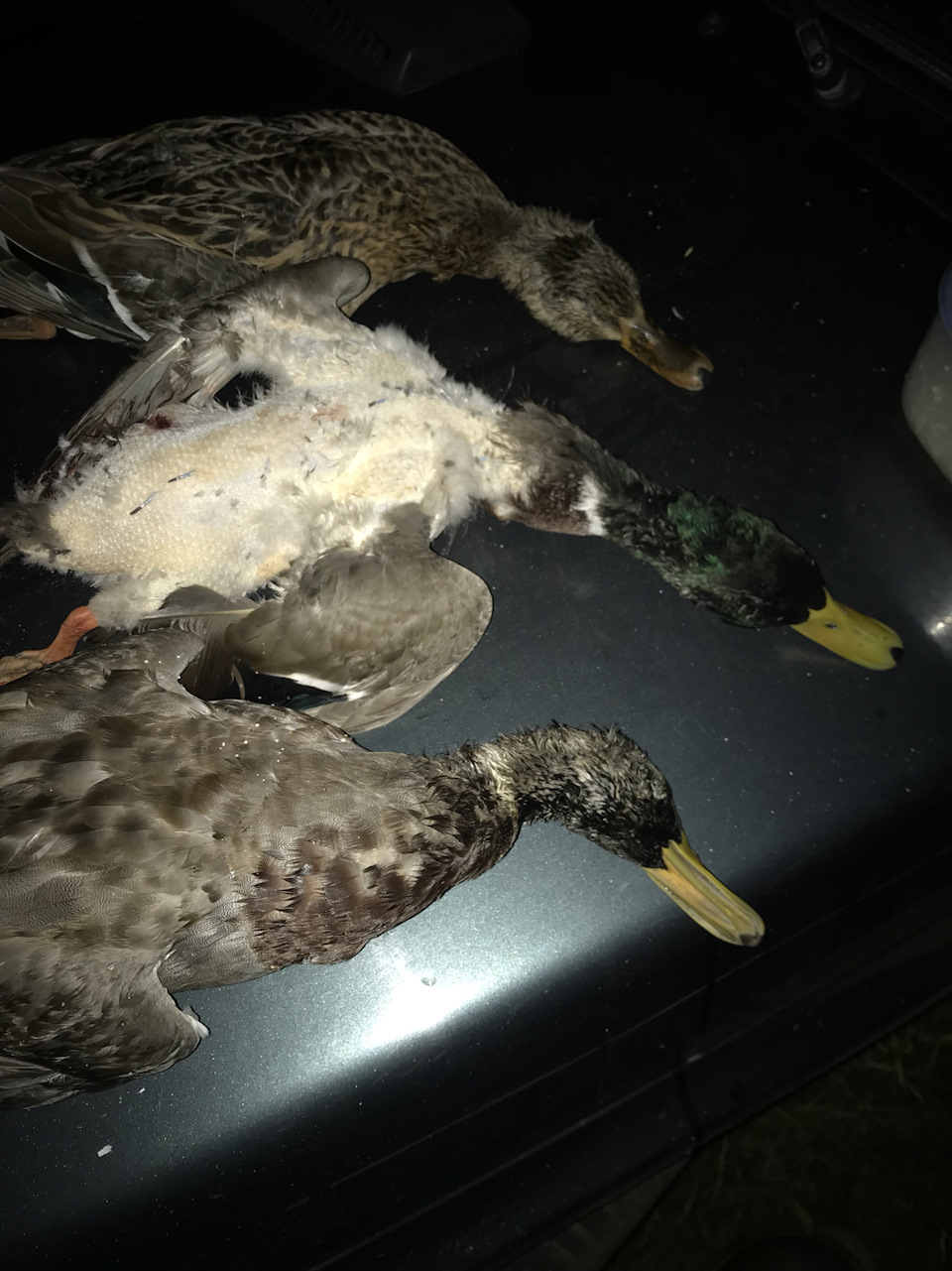 Наступил вечер утка уложила. Уложила спать маленьких утят. Русский язык 1 класс рабочая тетрадь вставь пропущенные буквы. Прочитайте около ямки ходят утка с утятами. Уложила спать маленьких утят.