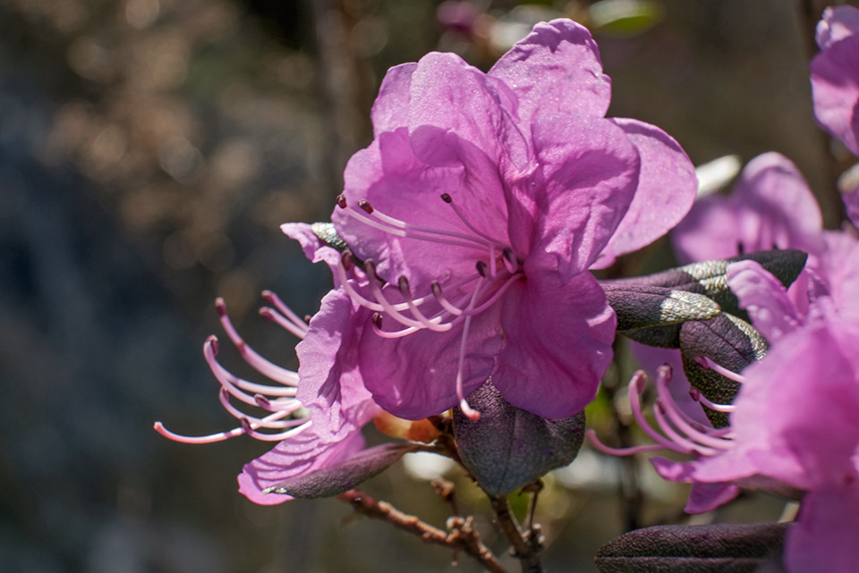 GRWLgznzw6VPCamS8rcC9tRcHMM 960 Луна на алтае как добраться