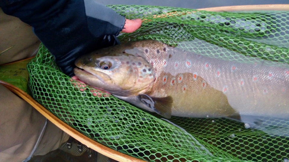 Здоровенный (не язь) форееель! — DRIVE2