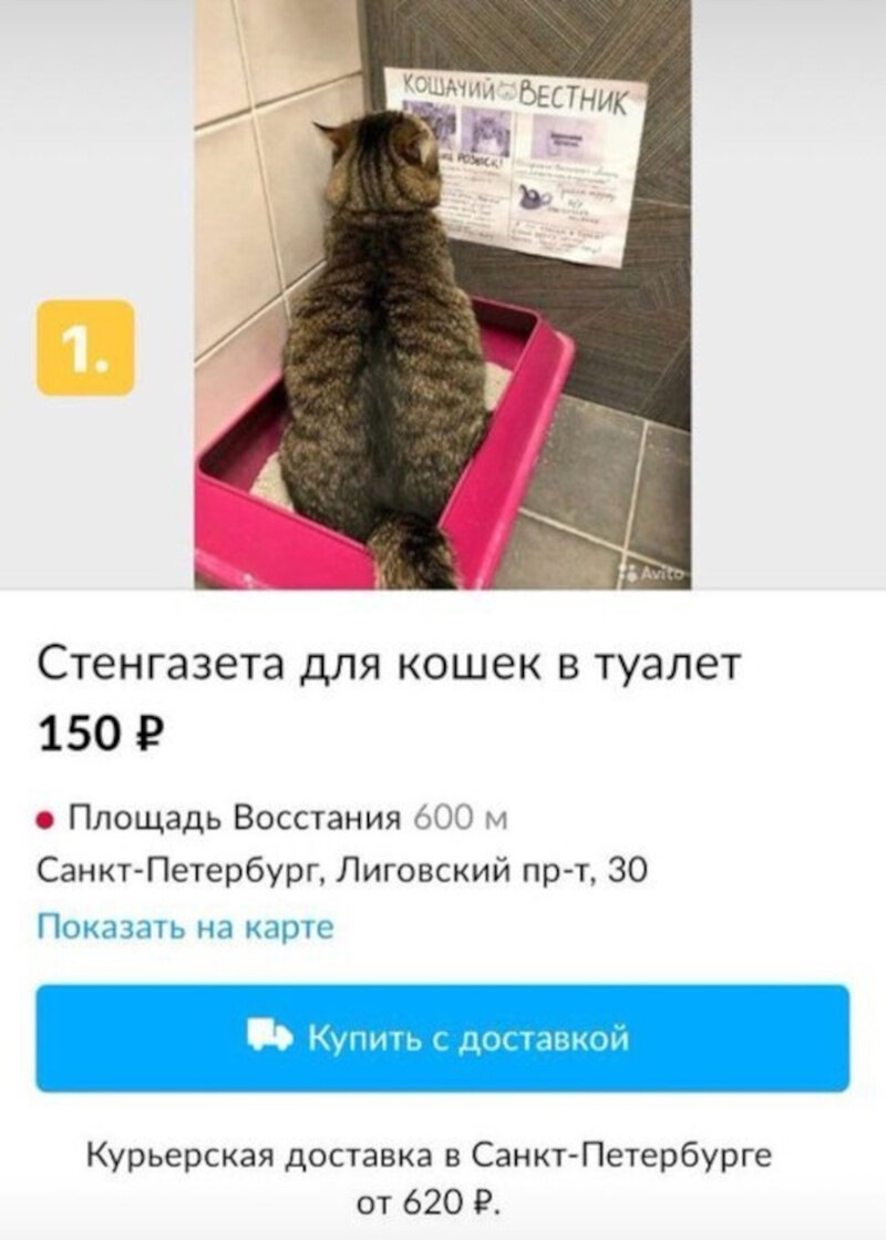 Газета для кота в туалете распечатать