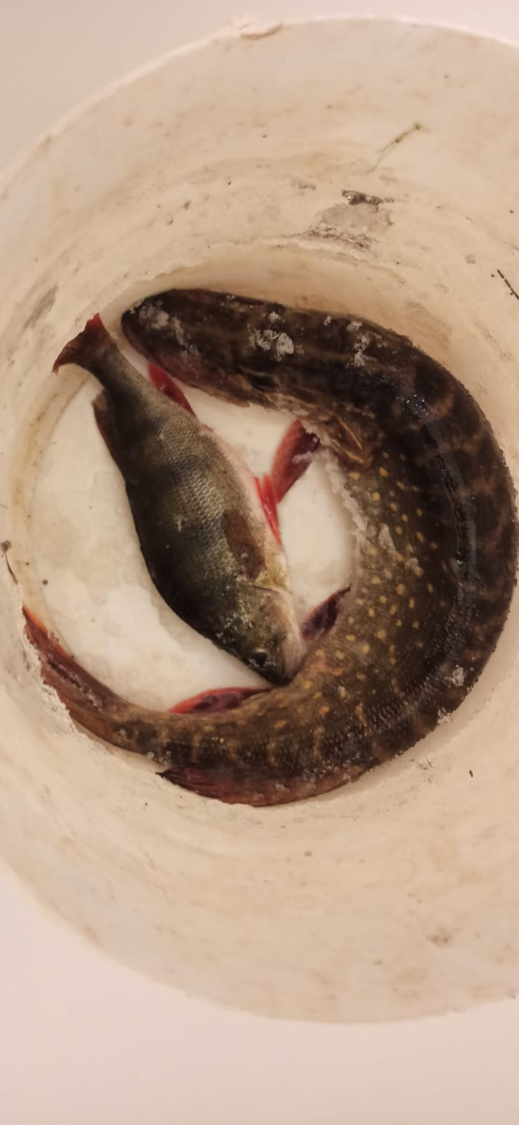 Фото в бортжурнале KIA Sportage (2G)