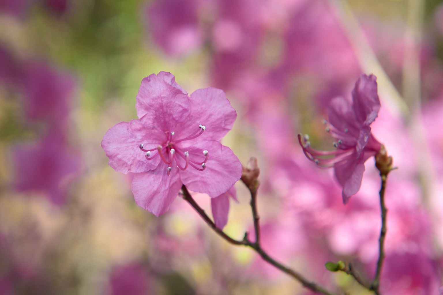 Багульник — Сообщество «Фотоальбом Драйва» на DRIVE2