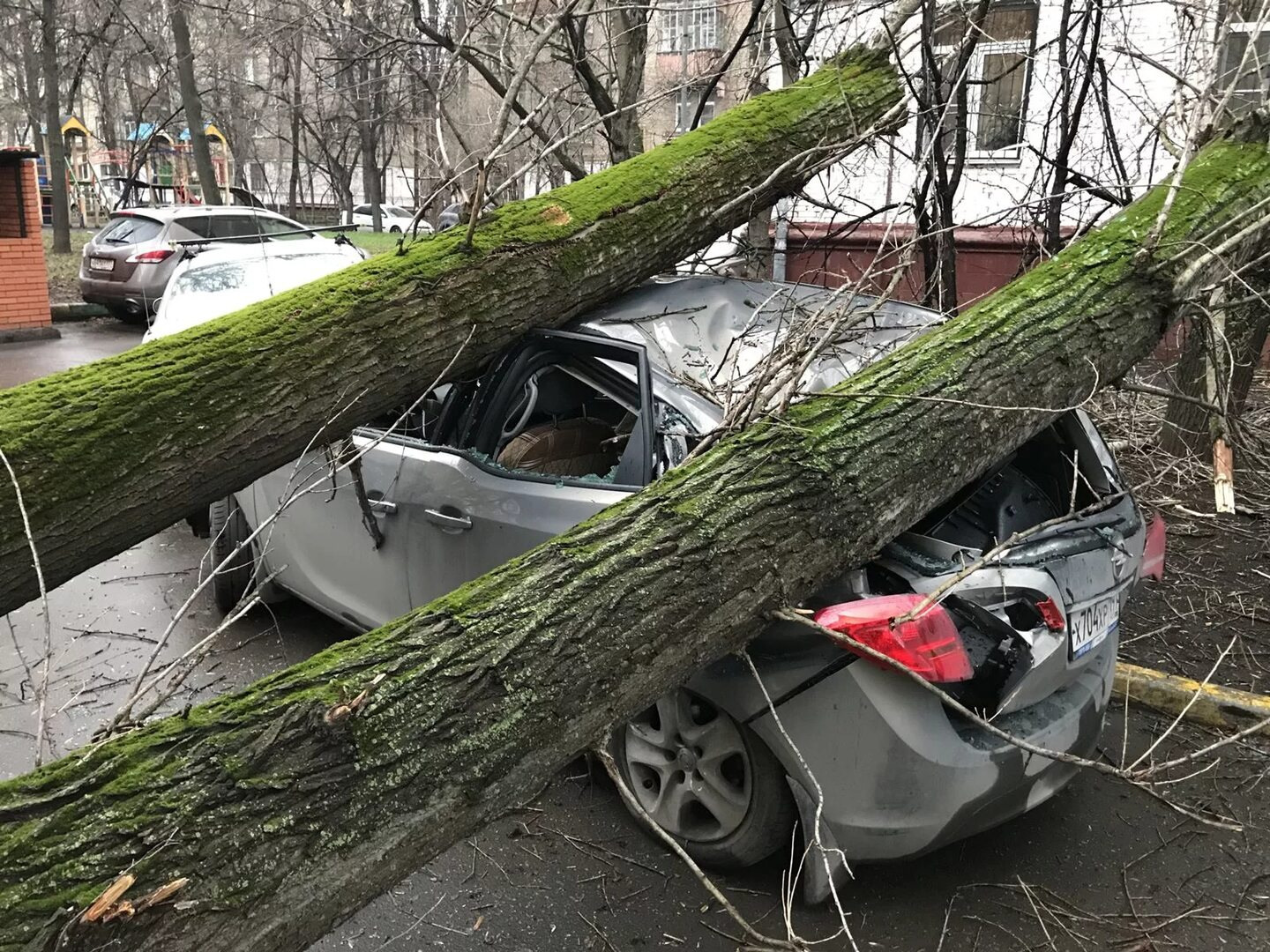 В центре Саратова шквалистый ветер повалил деревья на автомобили АиФ Саратов