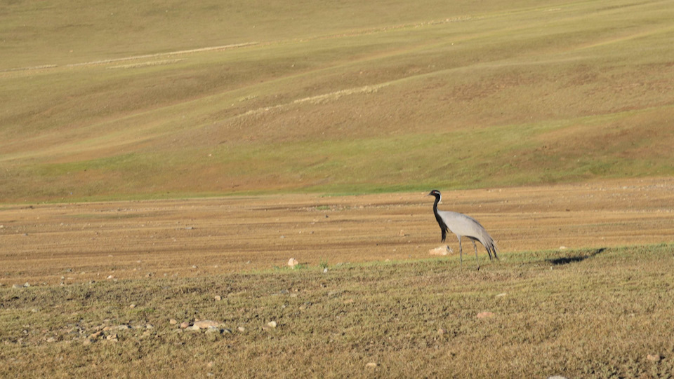 Замена масла и фильтров…а также чистка карбюратора. — СеАЗ 11113 Ока, 0 ...