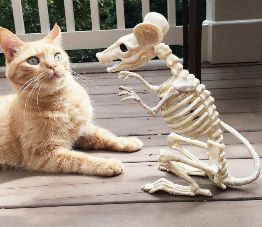 Про кота