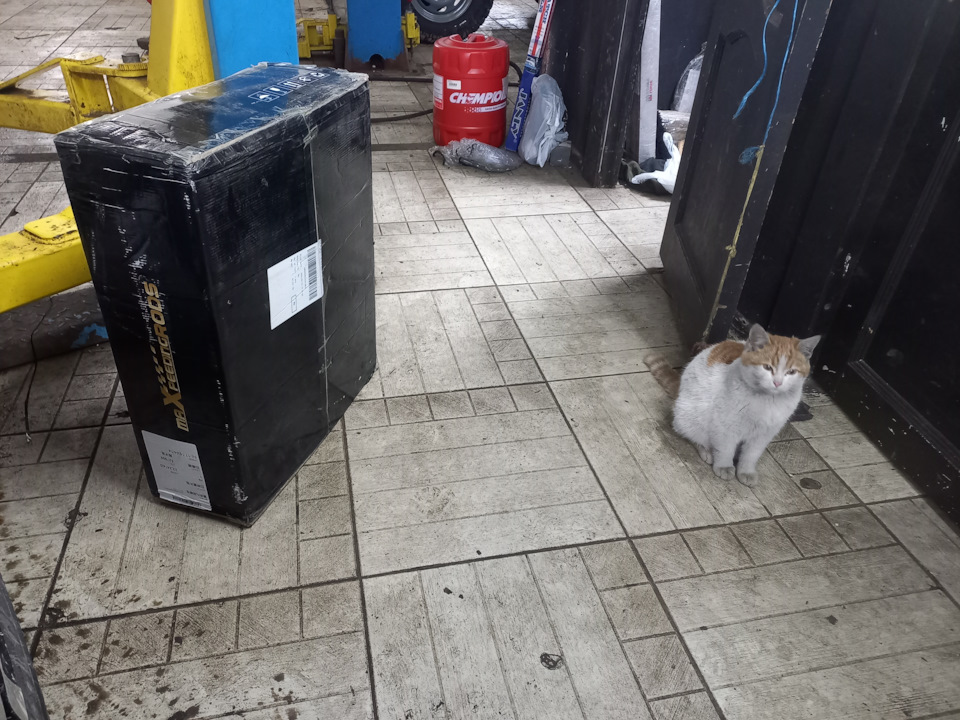 Даже кот (мастер ремонтного цеха) в шоке — Mitsubishi Lancer IX